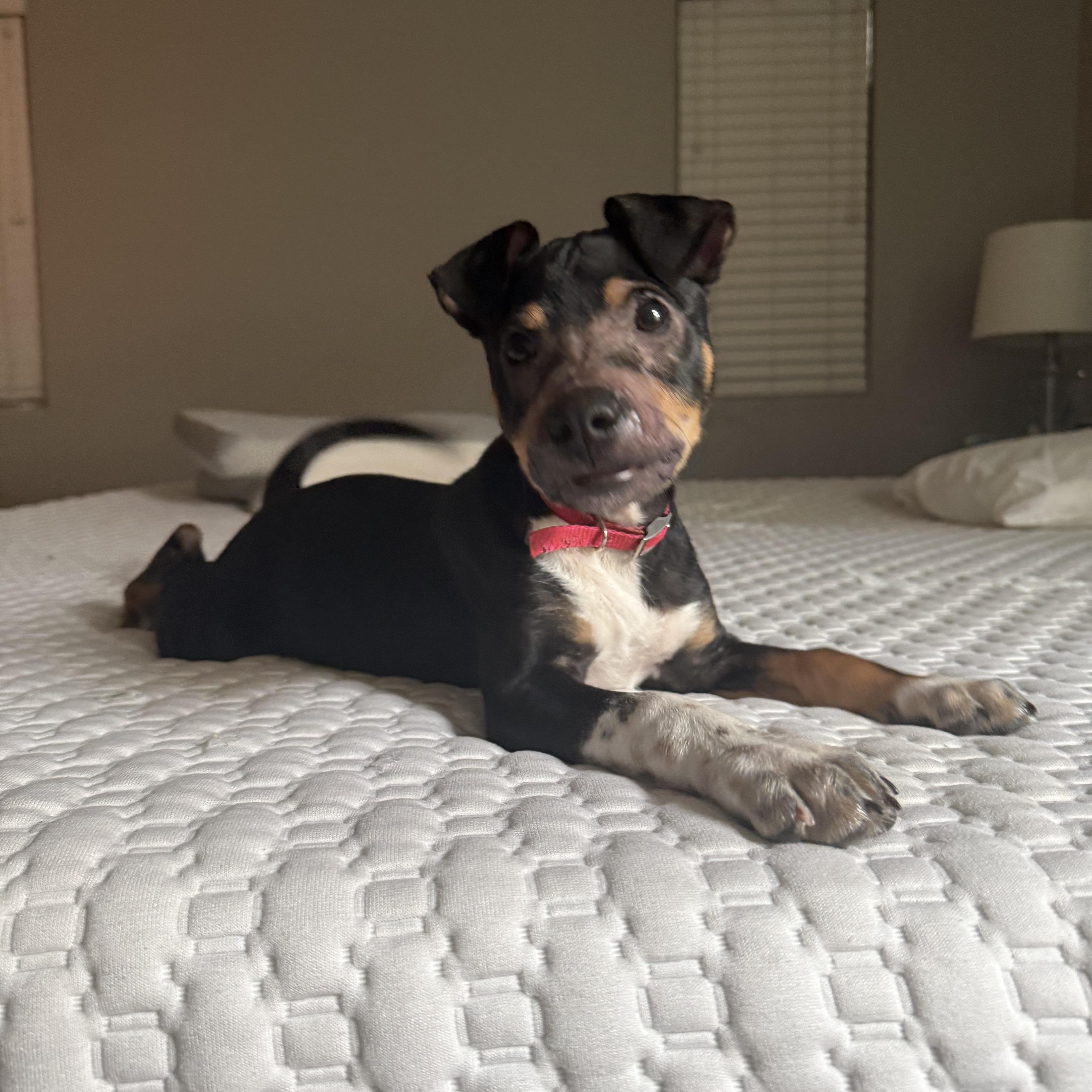 Yeti, a ADOPTABLE Mixed Breed in Henderson, NV image 4/4