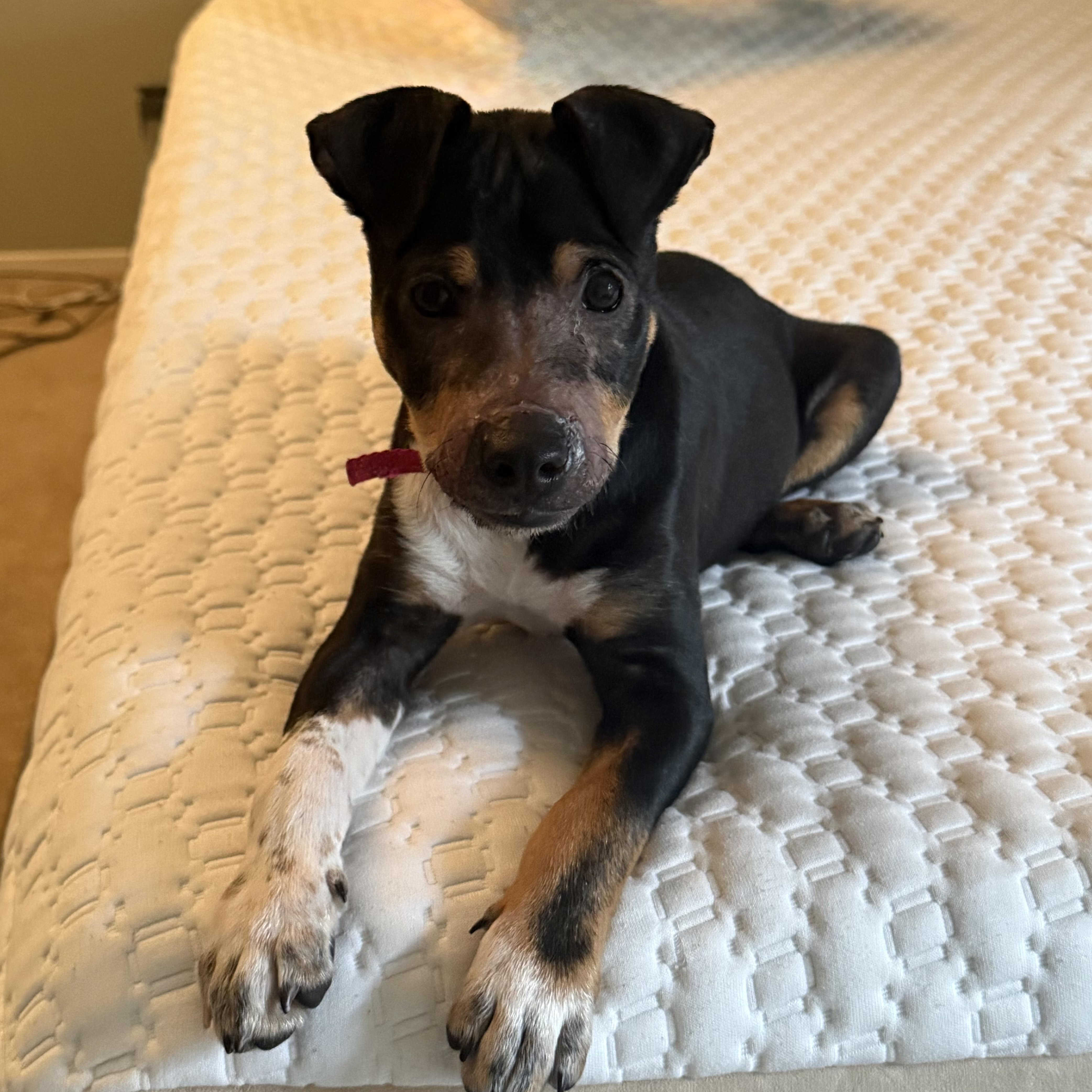 Yeti, a ADOPTABLE Mixed Breed in Henderson, NV image 1/4