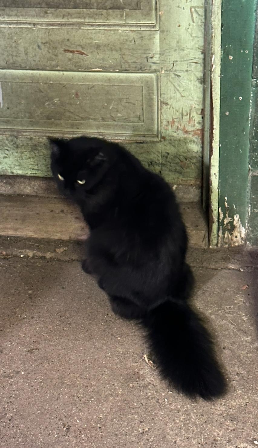 Harley, an adoptable Domestic Long Hair, Himalayan in St. Ansgar, IA, 50472 | Photo Image 1