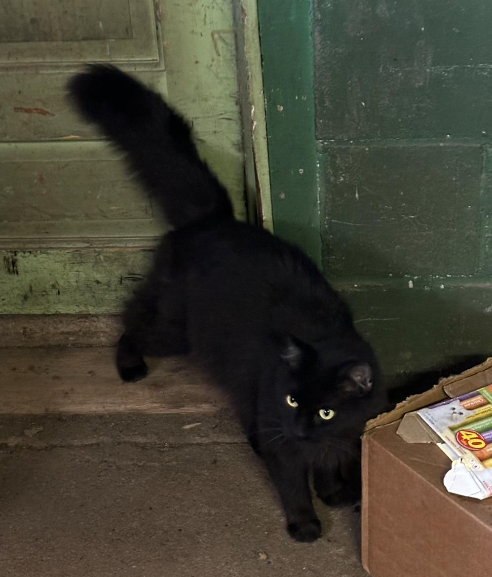 Harley, an adoptable Domestic Long Hair, Himalayan in St. Ansgar, IA, 50472 | Photo Image 3