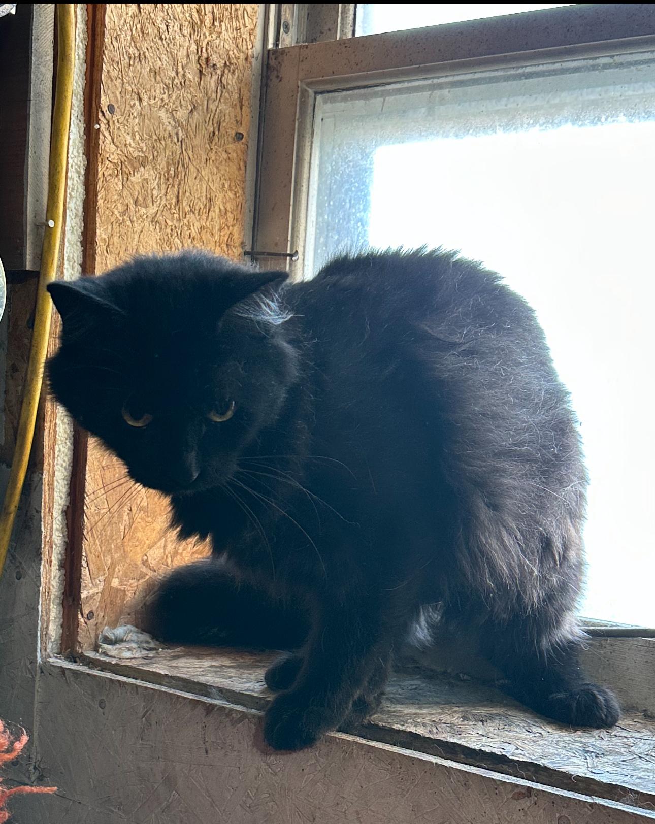 Harley, an adoptable Domestic Long Hair, Himalayan in St. Ansgar, IA, 50472 | Photo Image 4