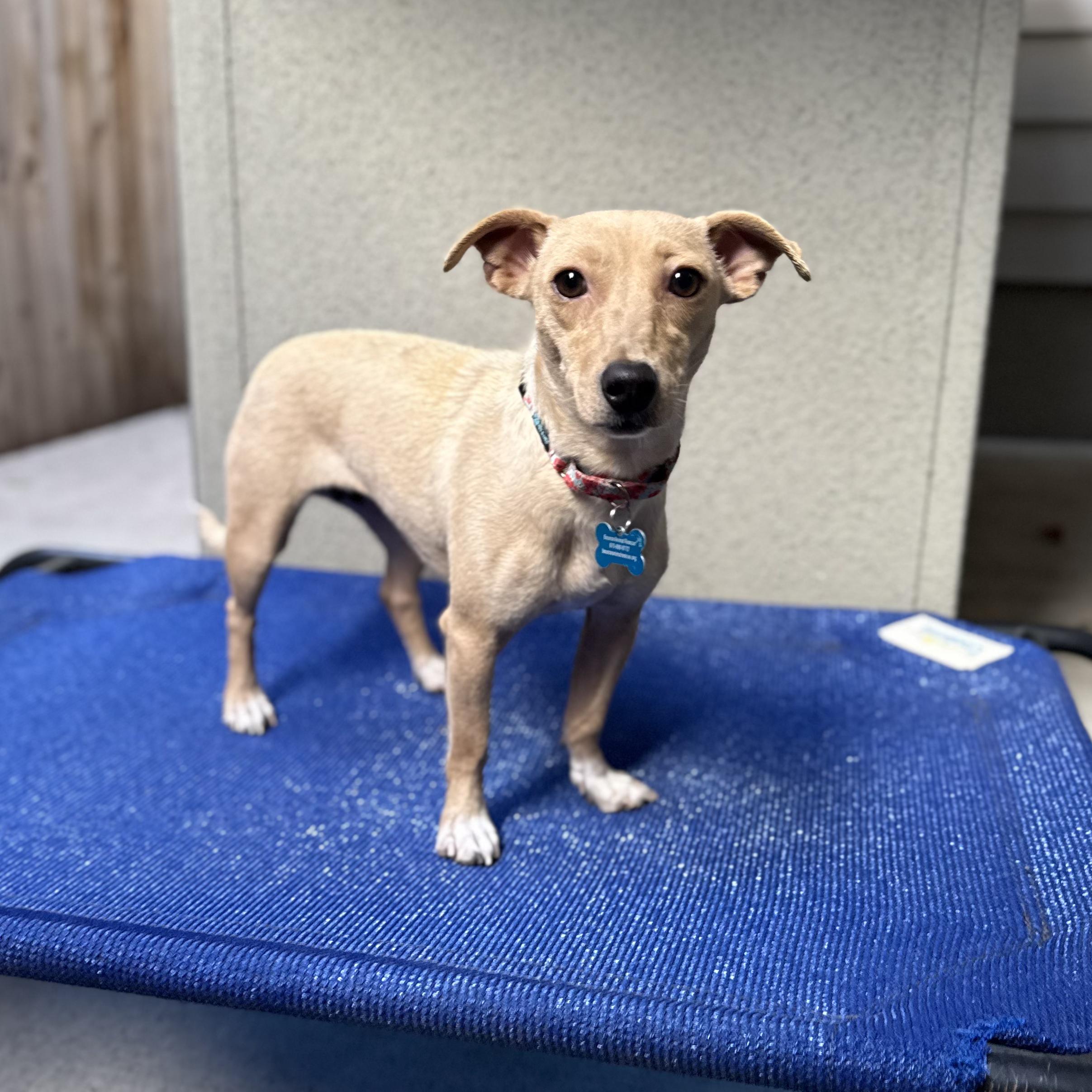 Enlarge Charmaine, a Adoptable mixed breed in Fort Collins, CO image 4/5