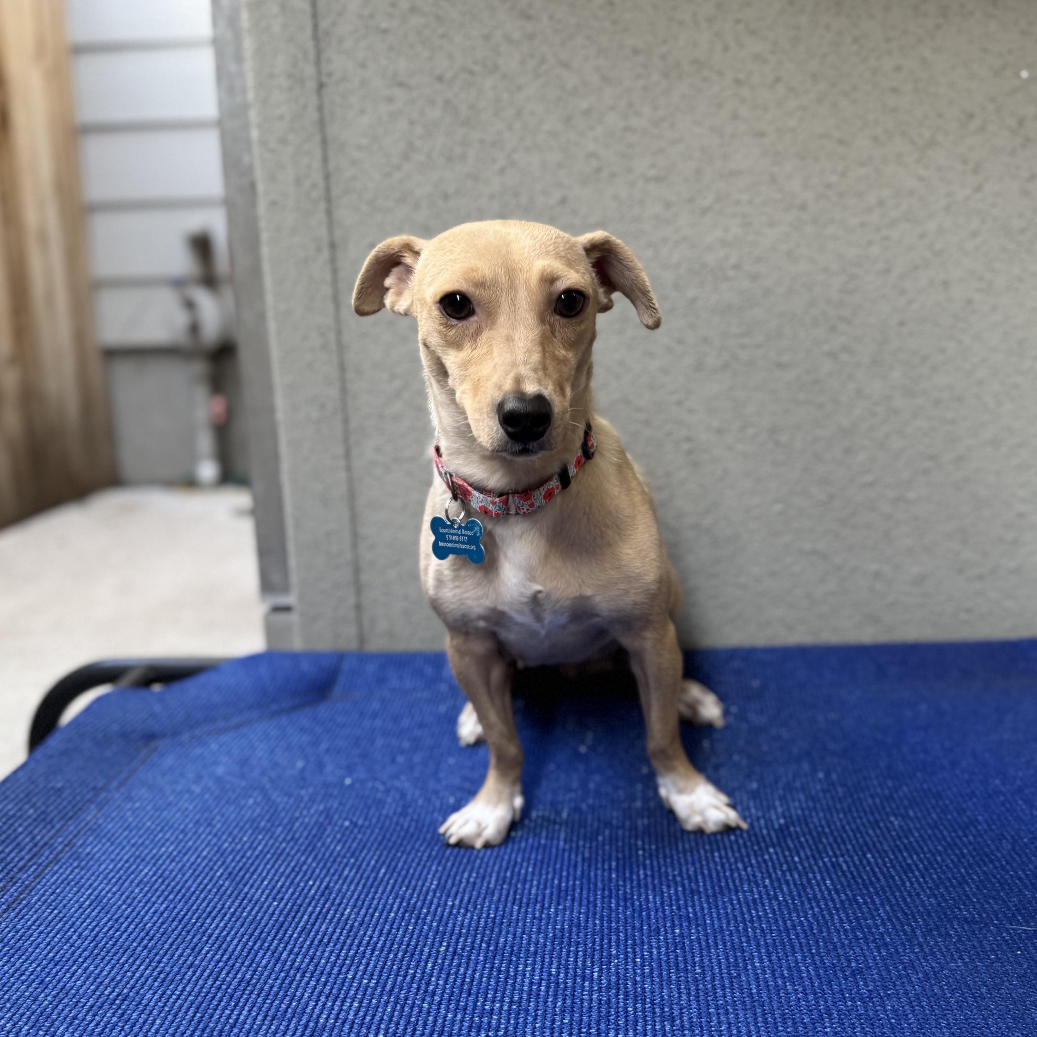 Enlarge Charmaine, a Adoptable mixed breed in Fort Collins, CO image 5/5