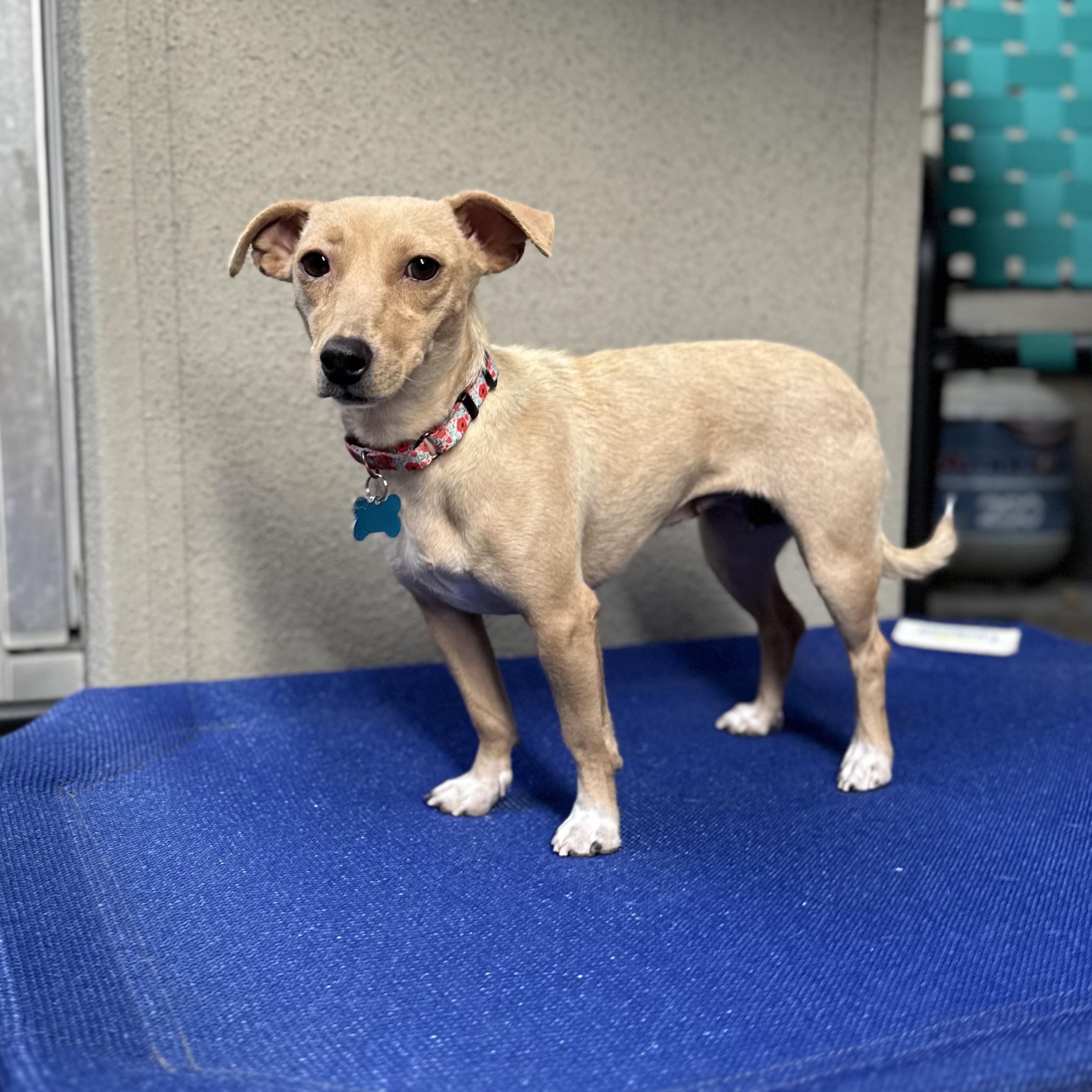 Enlarge Charmaine, a Adoptable mixed breed in Fort Collins, CO image 3/5