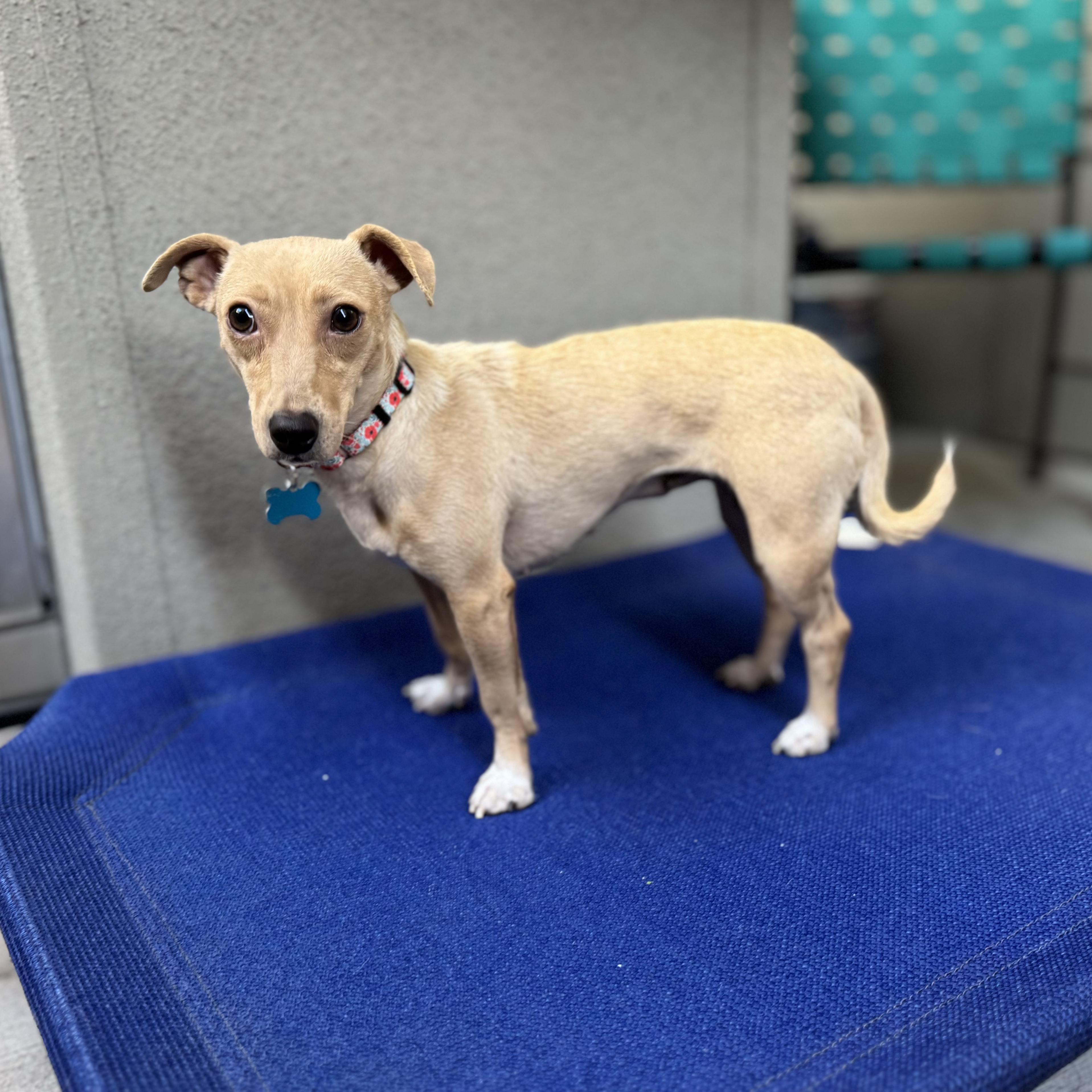 Enlarge Charmaine, a Adoptable mixed breed in Fort Collins, CO image 2/5