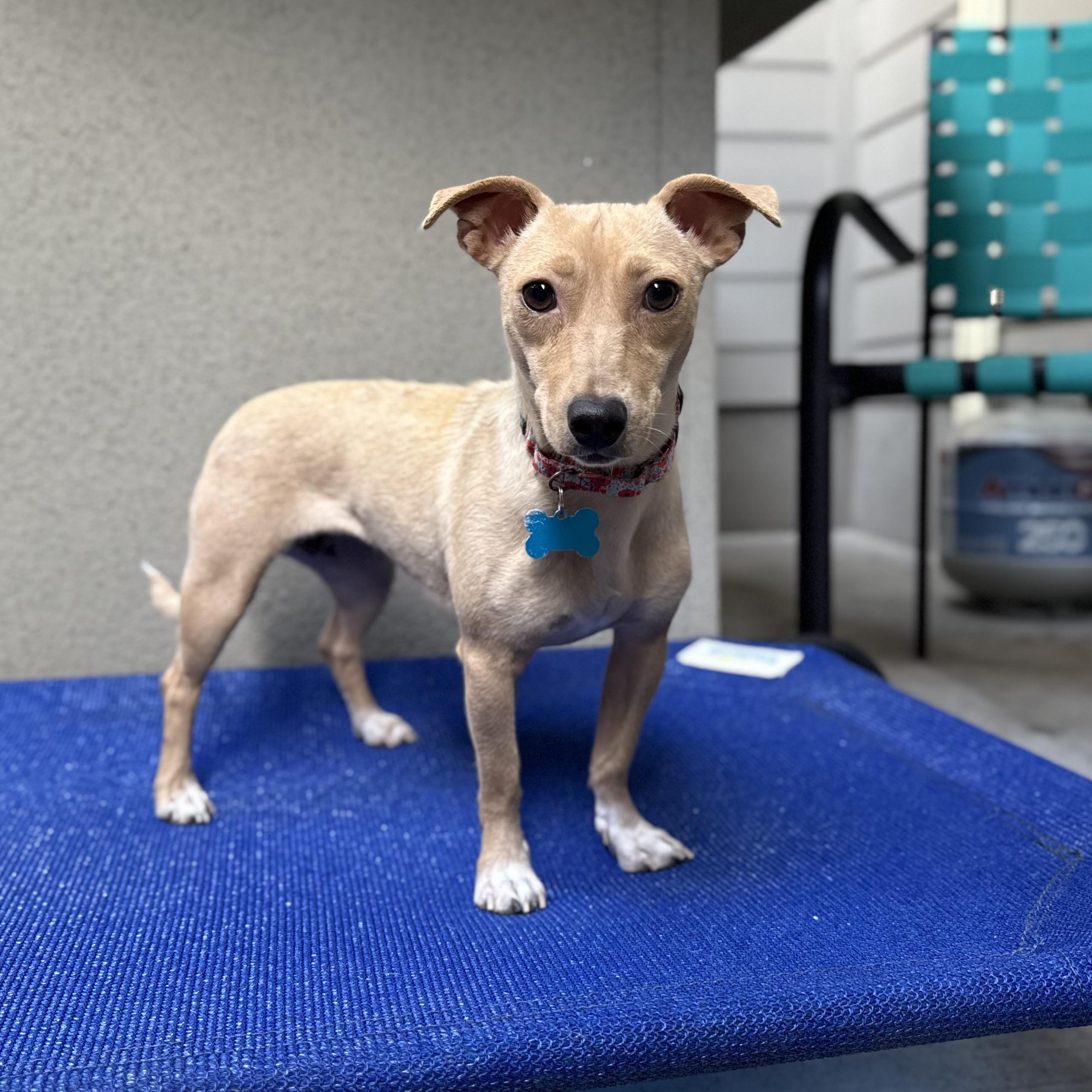 Enlarge Charmaine, a Adoptable mixed breed in Fort Collins, CO image 1/5