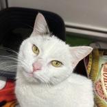 Enlarge Donna, a ADOPTABLE Domestic Short Hair in Hilliard, OH image 1/1