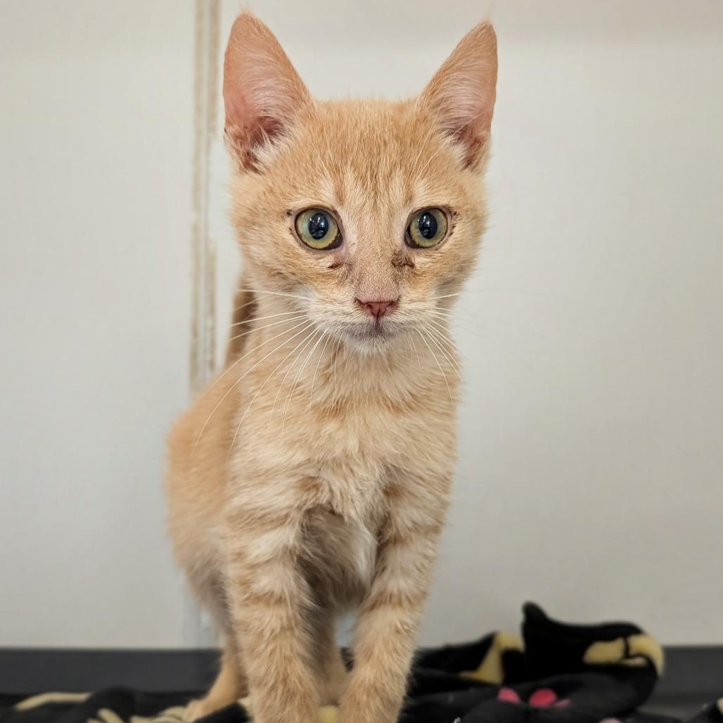 Jager (C000-726)-City of Industry, a Adoptable Domestic Short Hair in Chino Hills, CA image 1/6