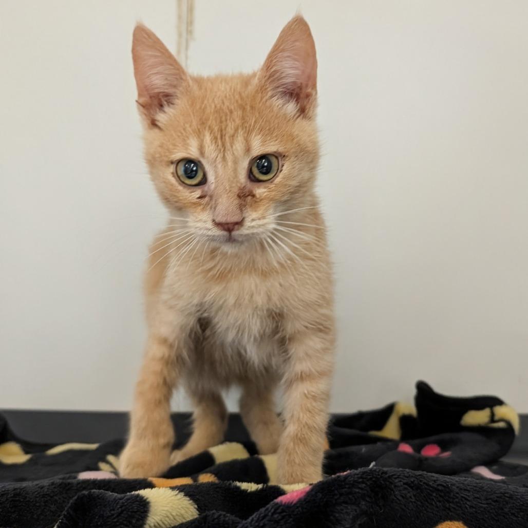 Jager (C000-726)-City of Industry, a Adoptable Domestic Short Hair in Chino Hills, CA image 2/6
