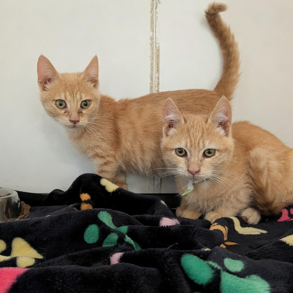 Jager (C000-726)-City of Industry, a Adoptable Domestic Short Hair in Chino Hills, CA image 3/6