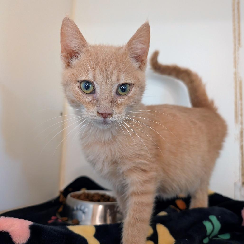 Jager (C000-726)-City of Industry, a Adoptable Domestic Short Hair in Chino Hills, CA image 4/6