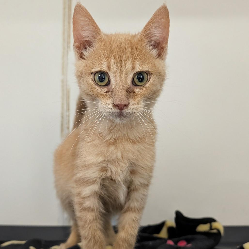 Jager (C000-726)-City of Industry, a Adoptable Domestic Short Hair in Chino Hills, CA image 5/6