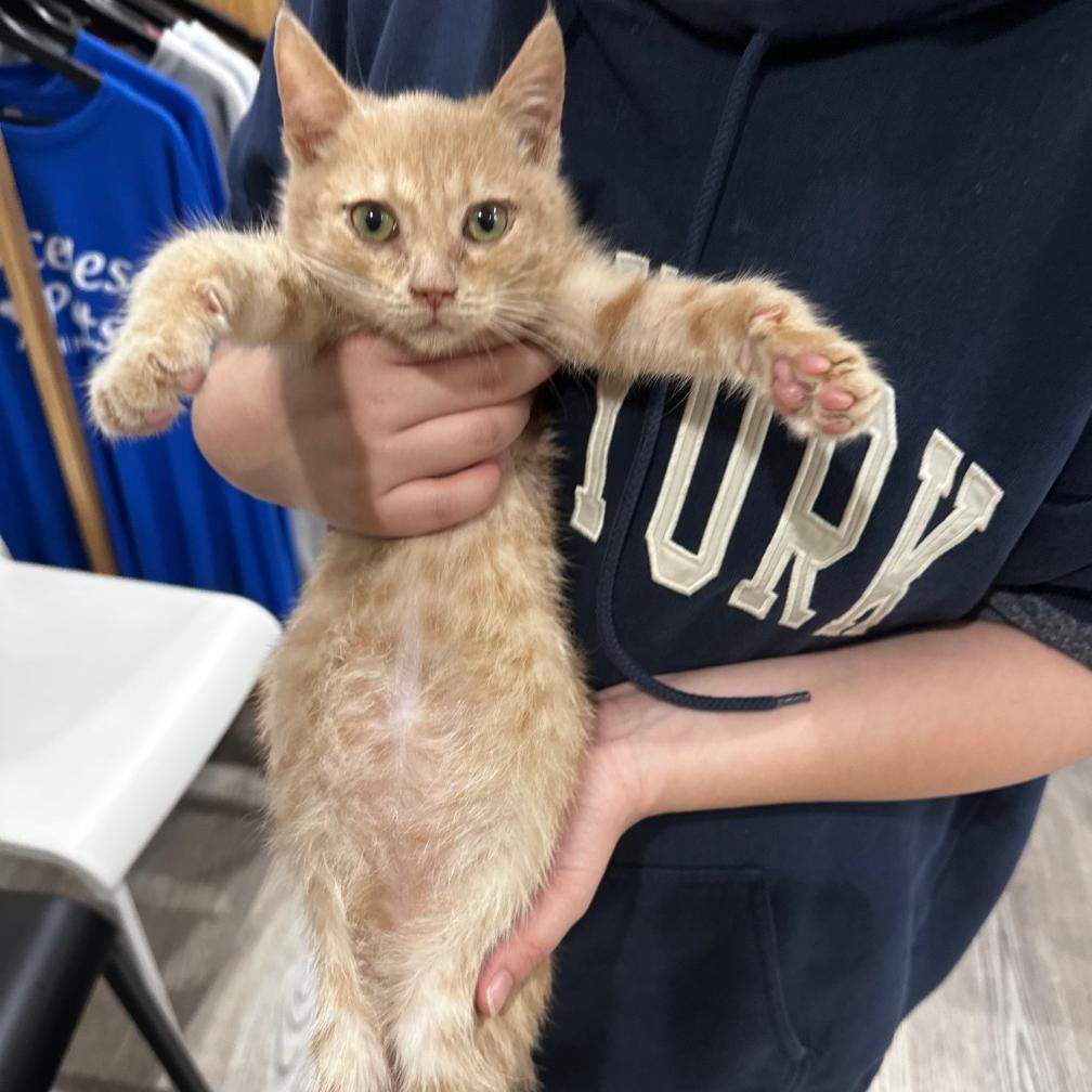 Jager (C000-726)-City of Industry, a Adoptable Domestic Short Hair in Chino Hills, CA image 6/6