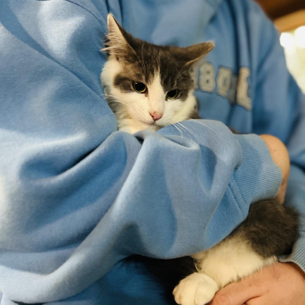 Pepper, Adoptable, Kitten Male Persian.