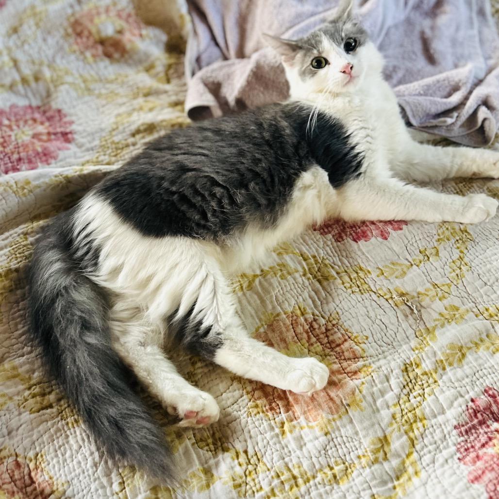 Truffle, a Adoptable Persian in Pahoa, HI image 2/6