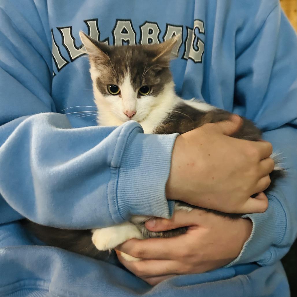 Enlarge Pepper, a Adoptable Persian in Pahoa, HI image 2/6