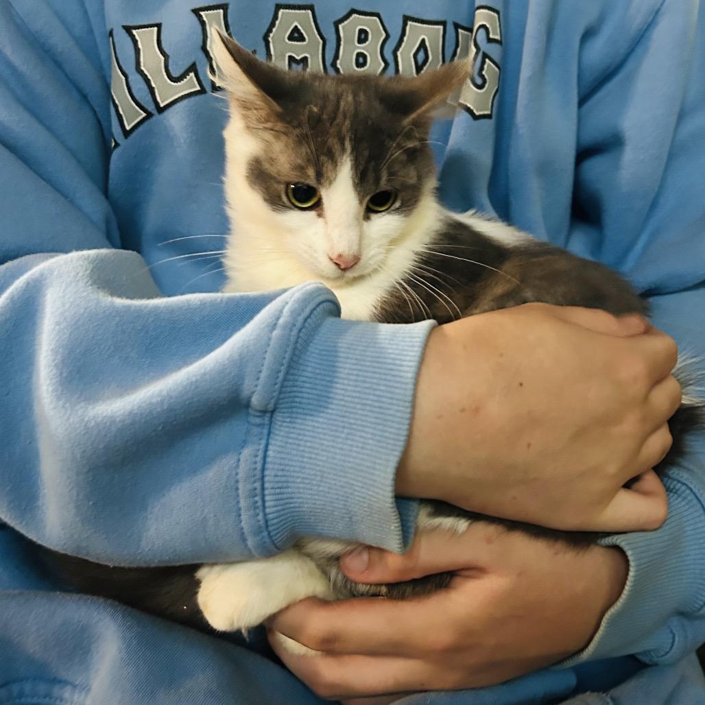 Enlarge Pepper, a Adoptable Persian in Pahoa, HI image 3/6