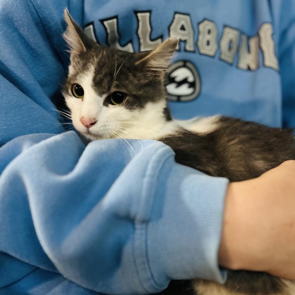 Enlarge Pepper, a Adoptable Persian in Pahoa, HI image 4/6