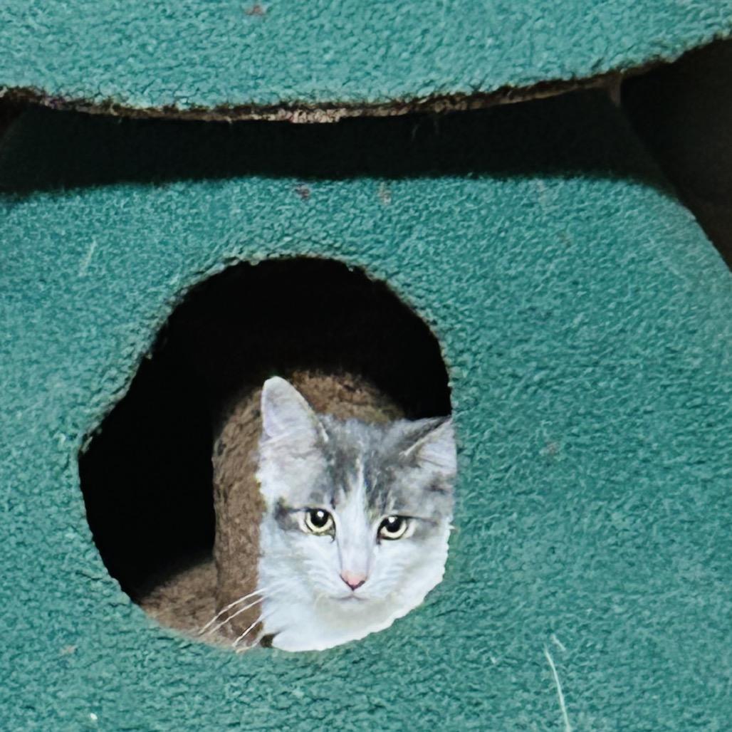 Enlarge Pepper, a Adoptable Persian in Pahoa, HI image 6/6