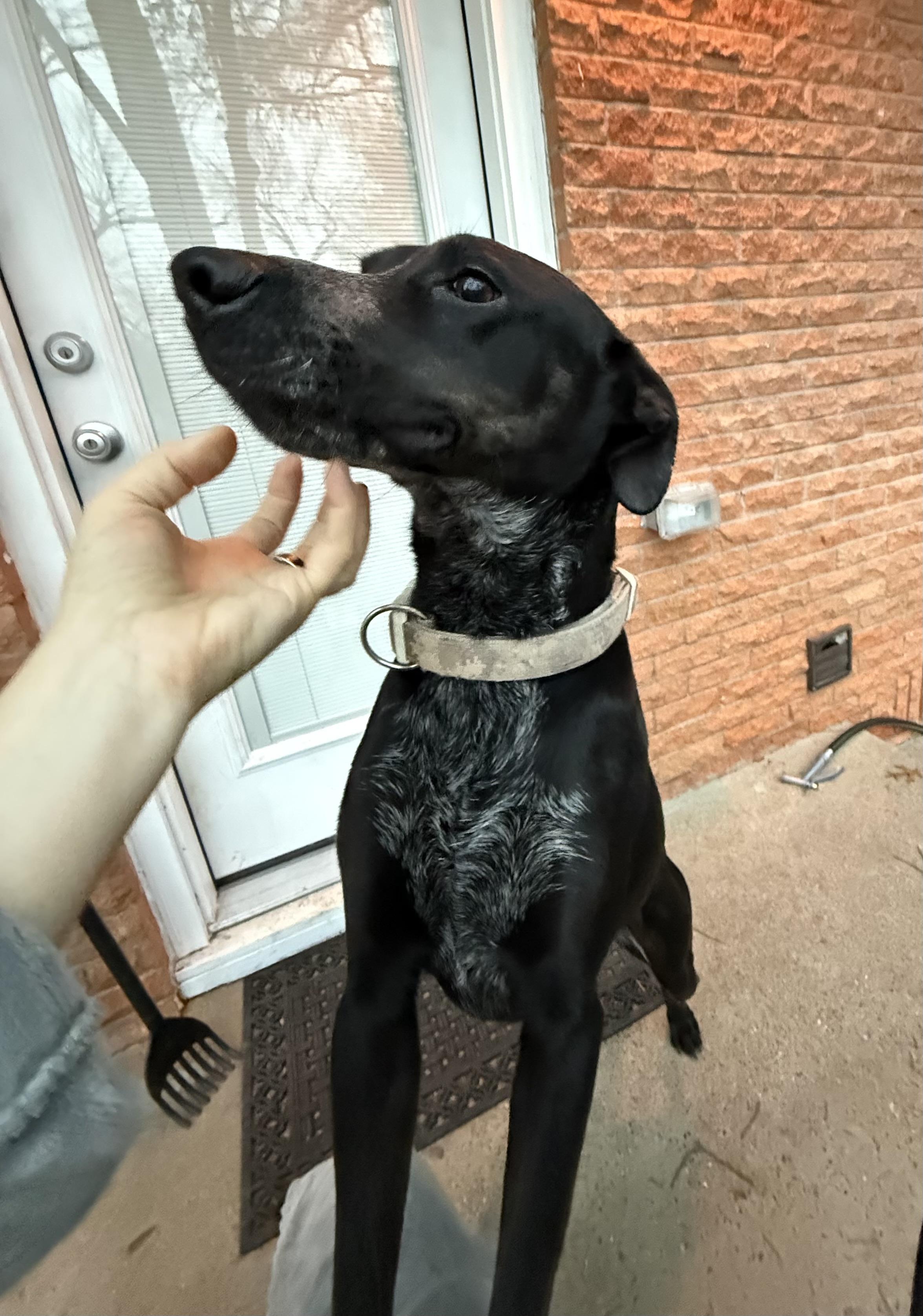 Nike, a Adopted mixed breed in Dallas, TX image 3/3