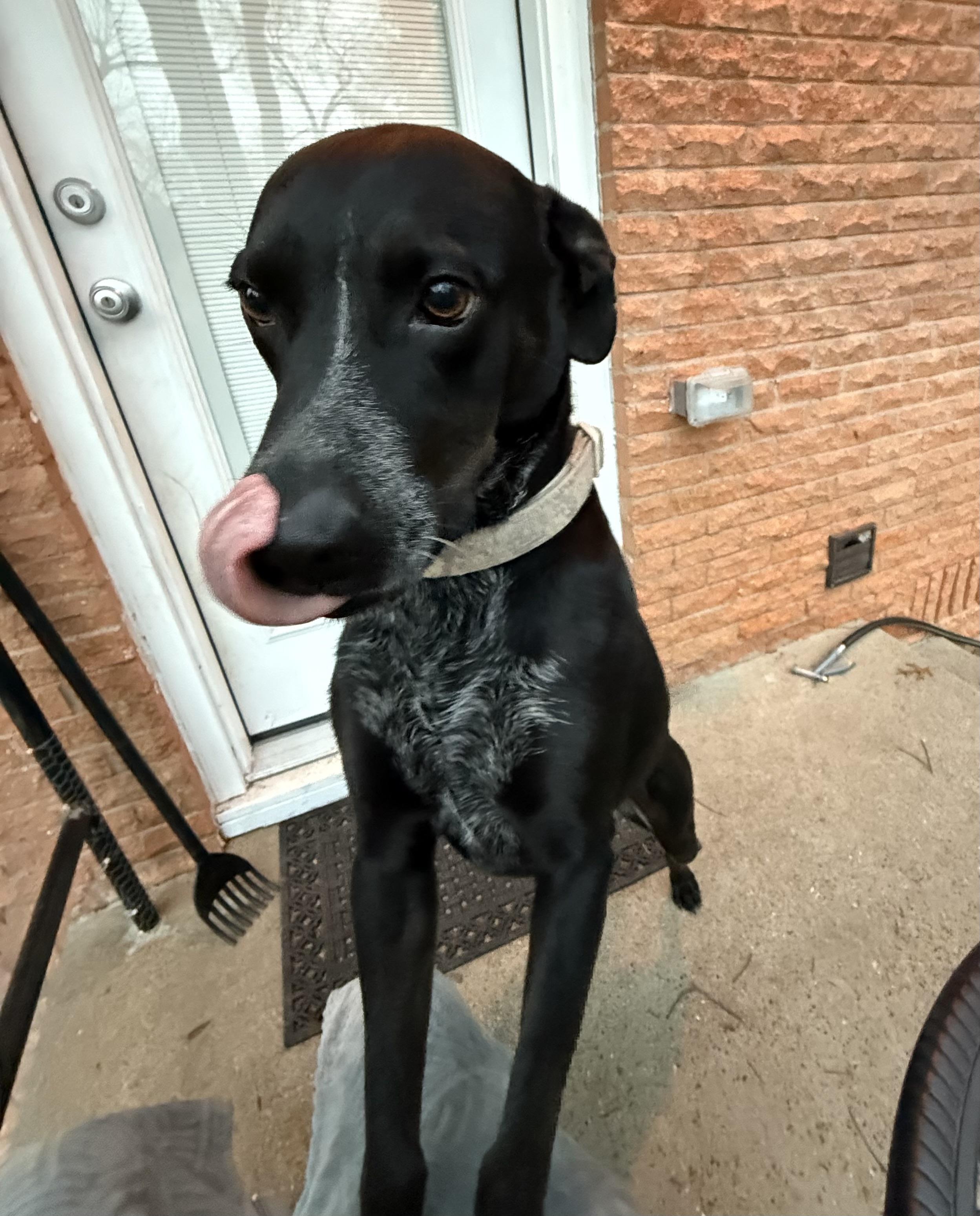 Nike, a Adopted mixed breed in Dallas, TX image 2/3