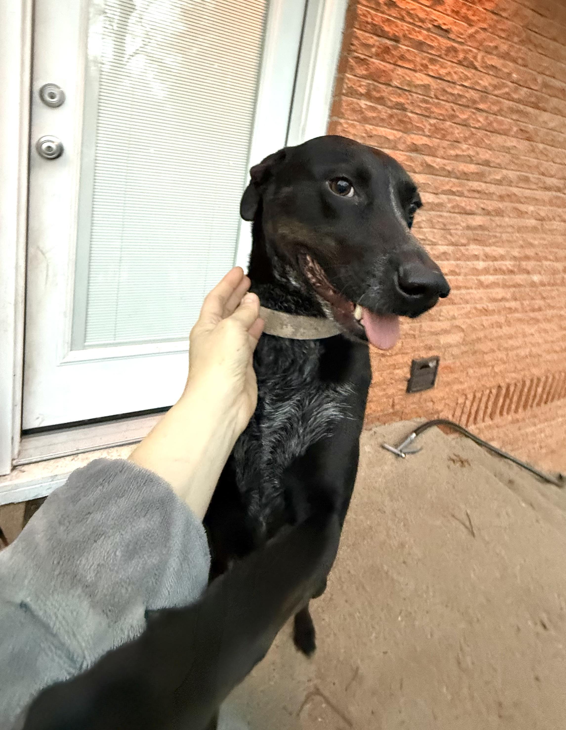 Nike, Adopted, Young Male Pointer & Black Labrador Retriever.