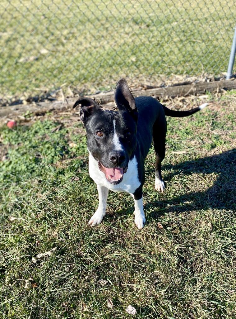 Buddy, Adoptable, Adult Male Terrier.