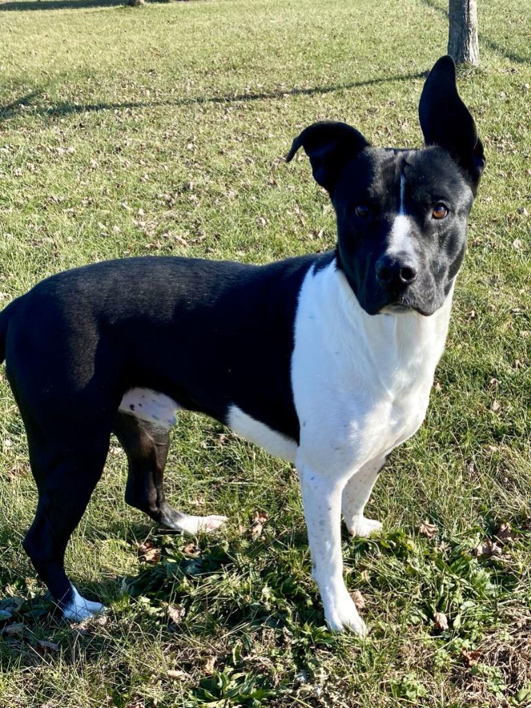 Enlarge Buddy, a Adoptable mixed breed in Hartford City, IN image 1/6