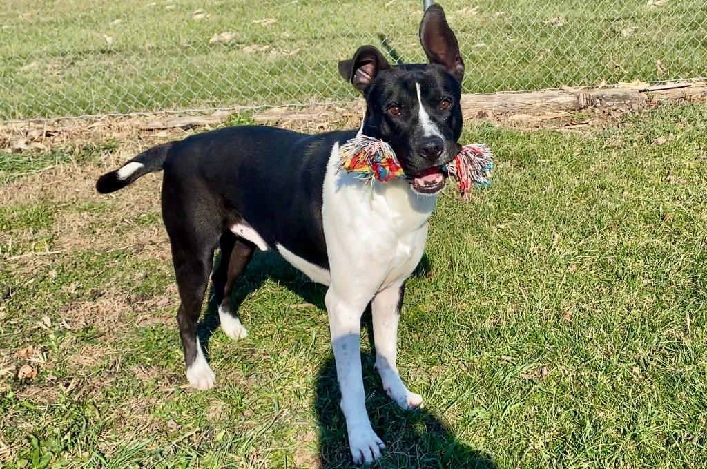 Enlarge Buddy, a Adoptable mixed breed in Hartford City, IN image 2/6