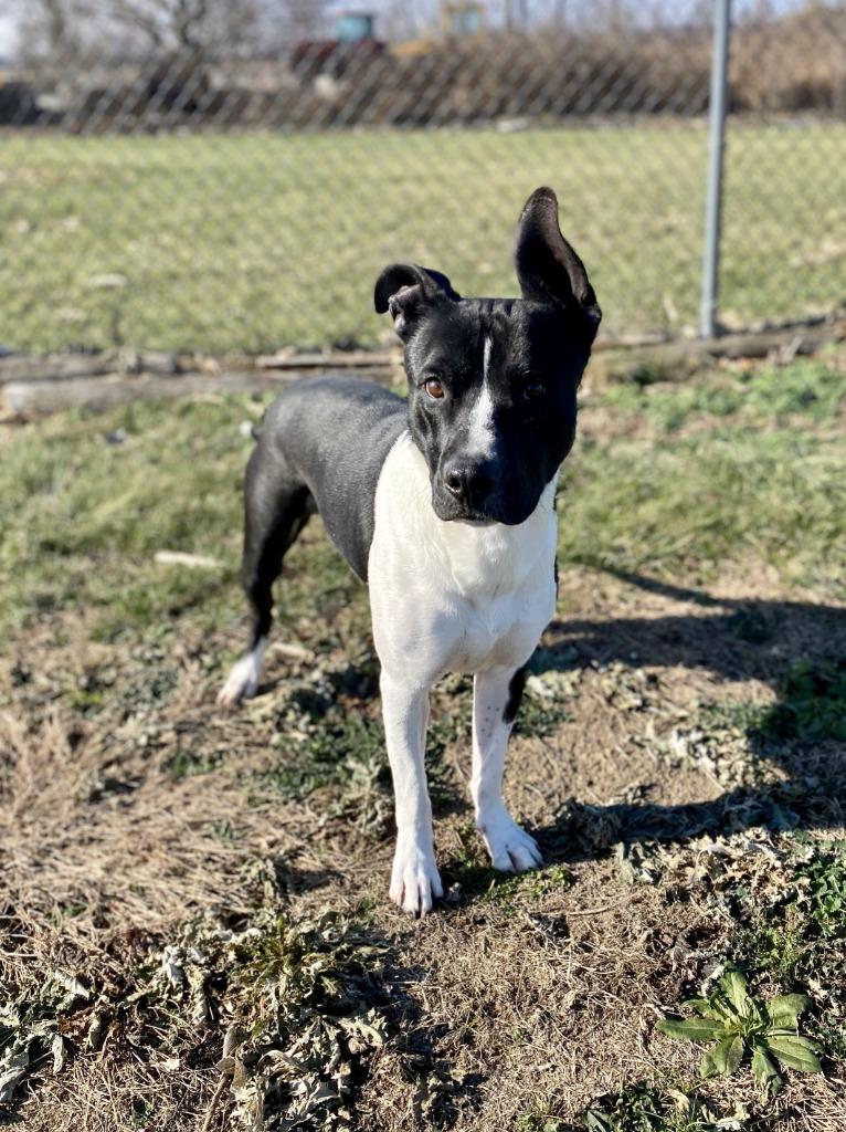 Enlarge Buddy, a Adoptable mixed breed in Hartford City, IN image 2/6