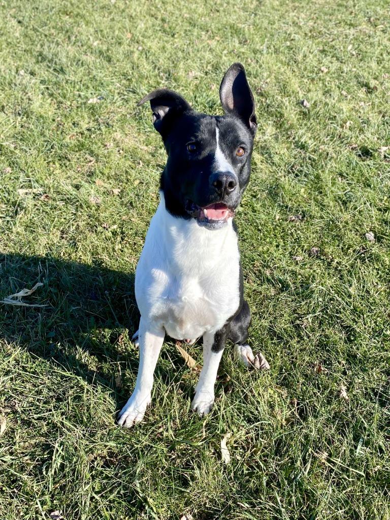 Enlarge Buddy, a Adoptable mixed breed in Hartford City, IN image 4/6