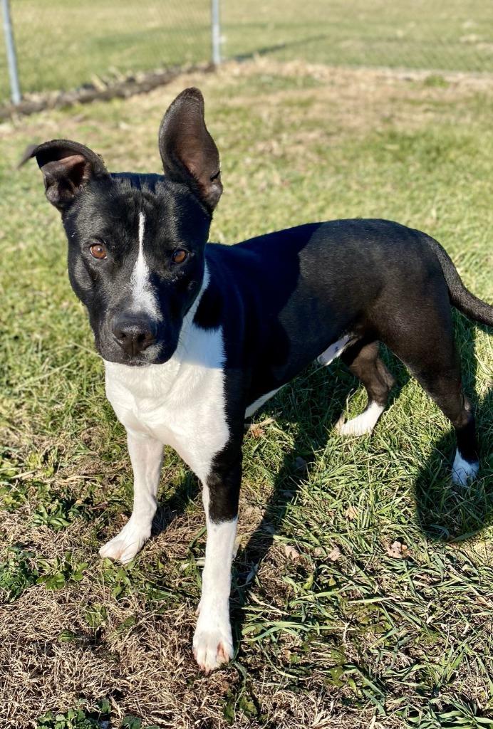 Buddy, a Adoptable mixed breed in Hartford City, IN image 4/6