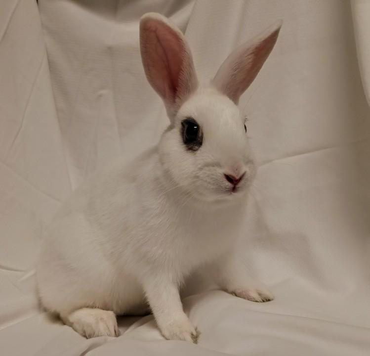 Enlarge BIPPITTY, a Adoptable Bunny Rabbit in Los Angeles, CA image 1/1
