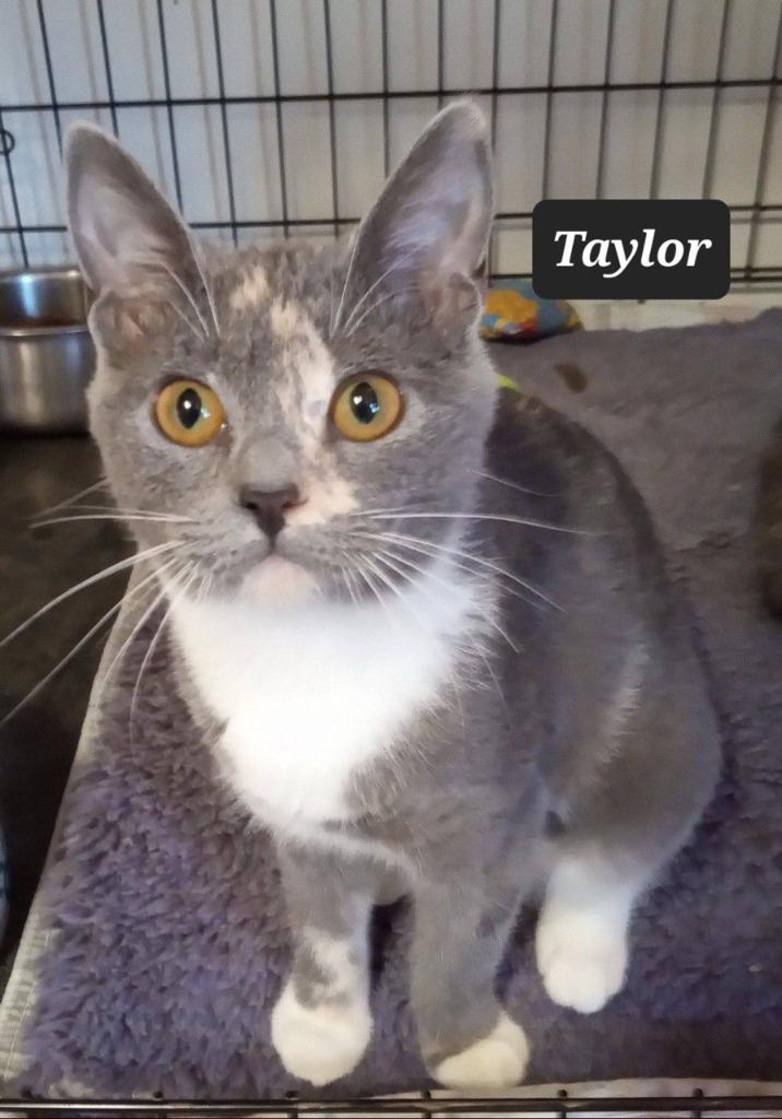Taylor, a Adoptable mixed breed in Buffalo, MO image 1/2