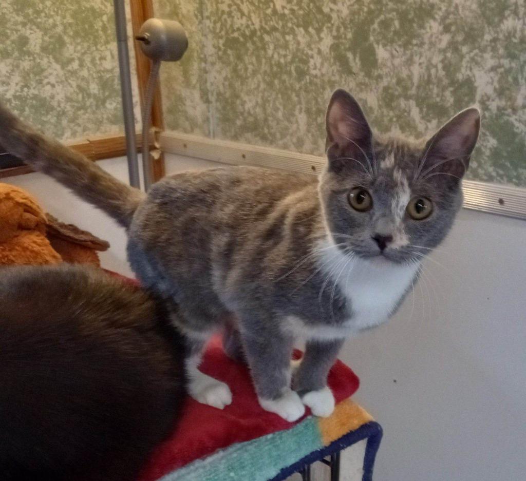 Taylor, a Adoptable mixed breed in Buffalo, MO image 2/2