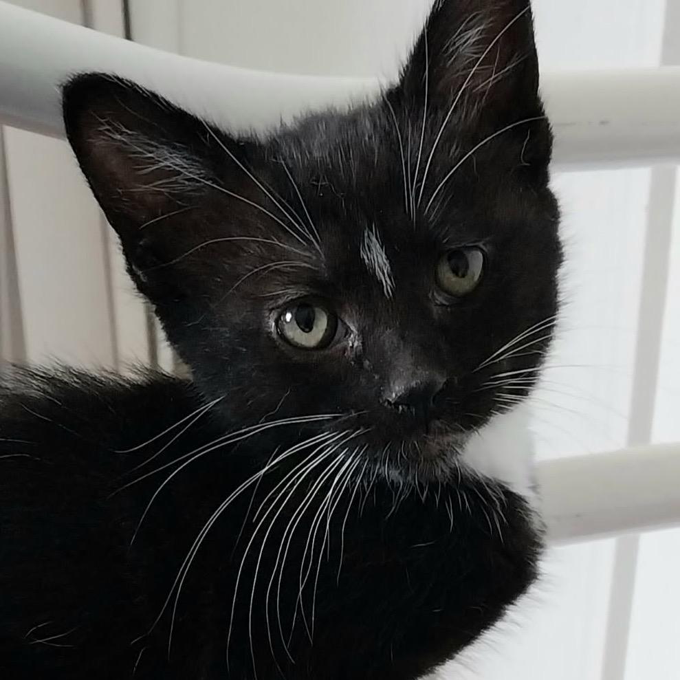 Softie, Adoptable, Kitten Male Domestic Short Hair.