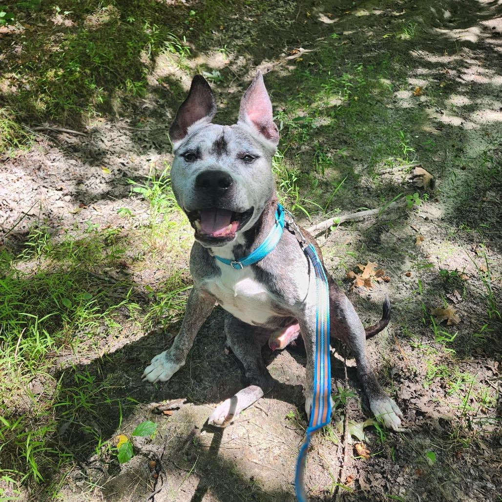 Boss (In Foster), Adoptable, Senior Male Mixed Breed.