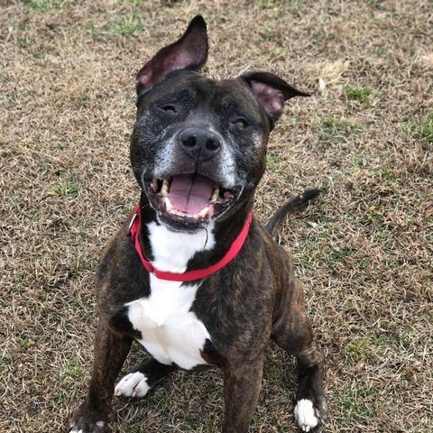 Enlarge Boss (In Foster), a Adoptable Mixed Breed in Vineland, NJ image 2/2