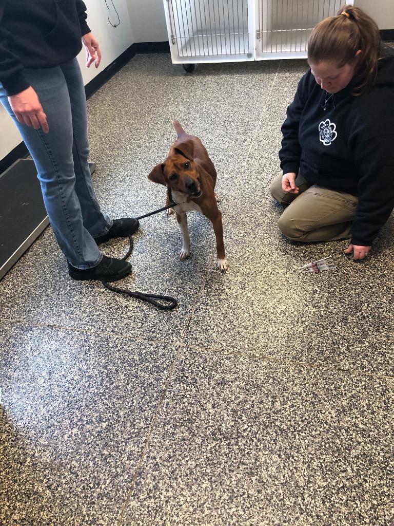 Scrooge, Adoptable, Adult Male Mixed Breed.