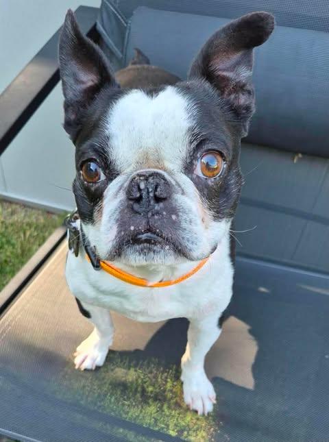 Mr. Bean, Adoptable, Adult Male Boston Terrier.