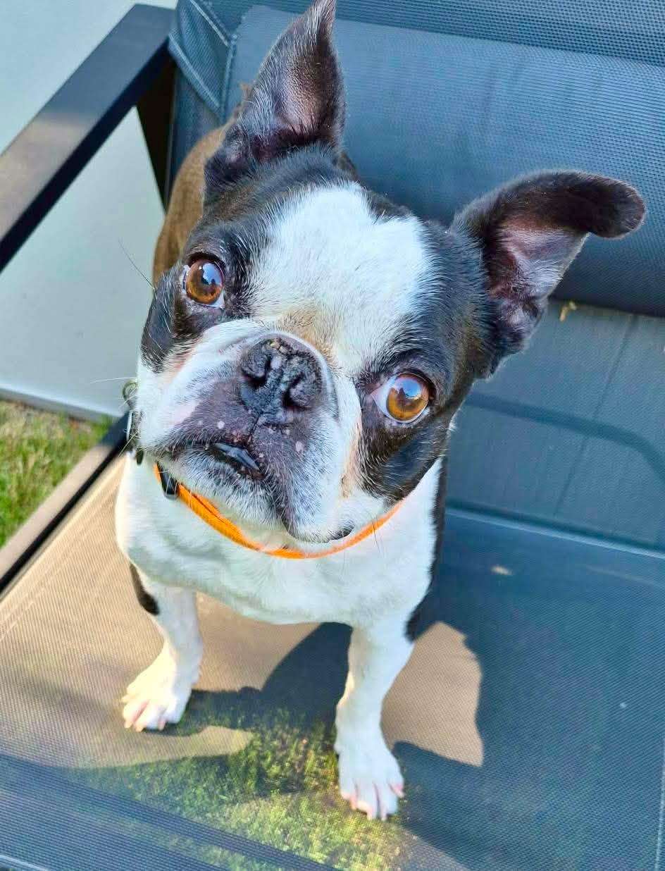 Enlarge Mr. Bean, a Adoptable Boston Terrier in Muskogee, OK image 2/2