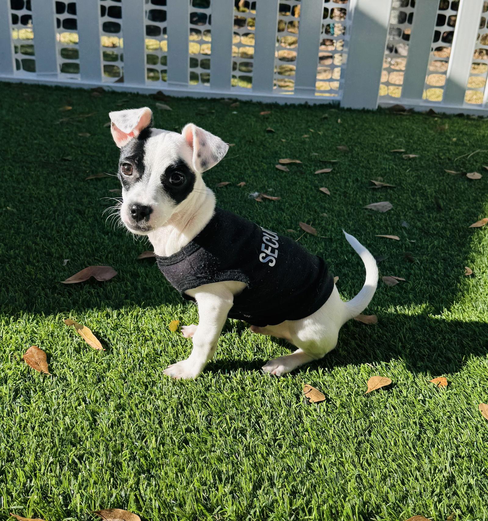 Mouse, a Adoptable Chihuahua in Valrico, FL image 1/3