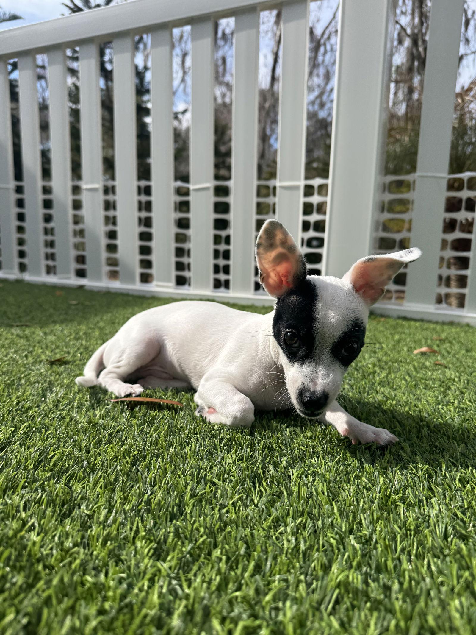 Mouse, a Adoptable Chihuahua in Valrico, FL image 3/3