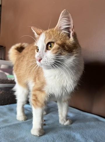 Delilah, adoptable, Young Female Domestic Short Hair.