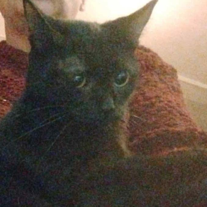 Mimae, Adoptable, Young Female American Shorthair.