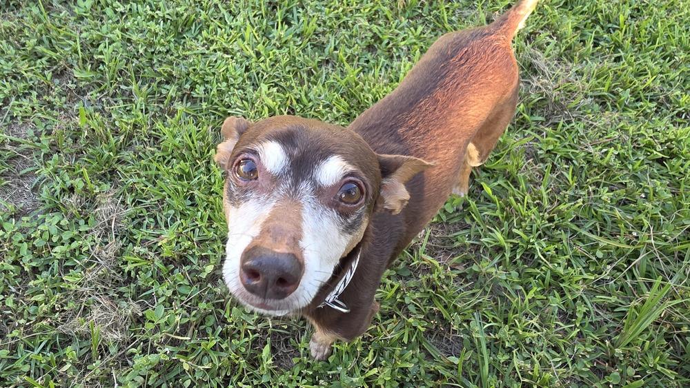 Zag, a Adoptable mixed breed in Winter Garden, FL image 1/6
