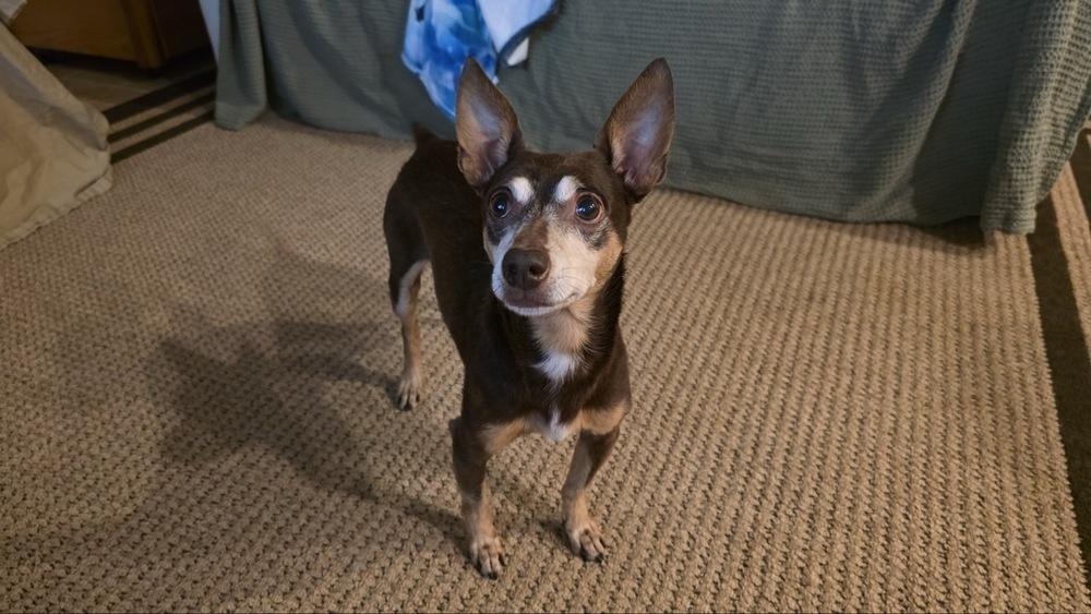 Zag, Adoptable, Adult Male Chihuahua & Miniature Pinscher.