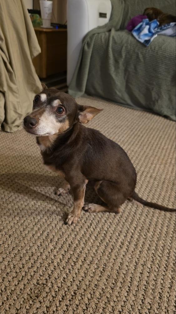 Zag, a Adoptable mixed breed in Winter Garden, FL image 3/6