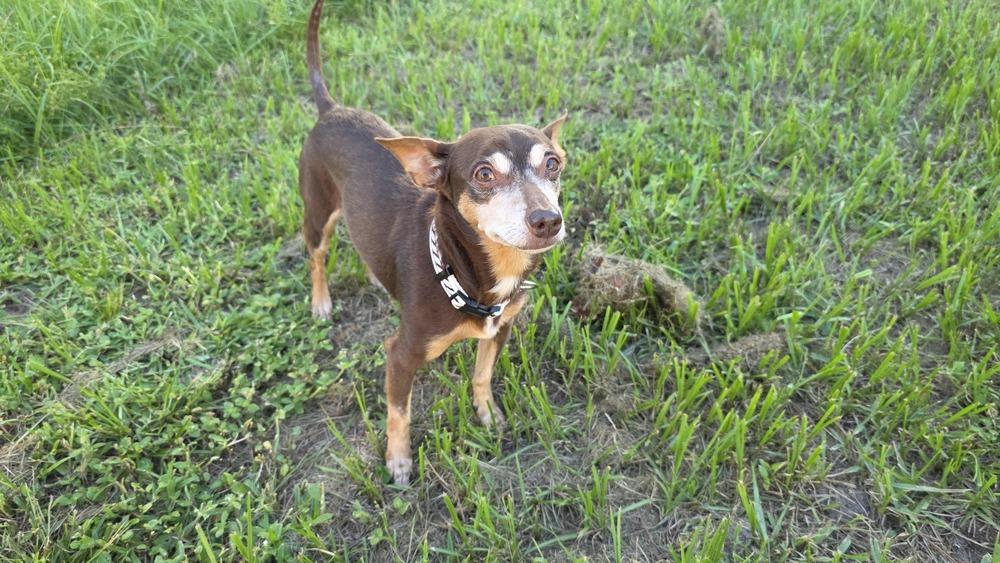 Zag, a Adoptable mixed breed in Winter Garden, FL image 4/6