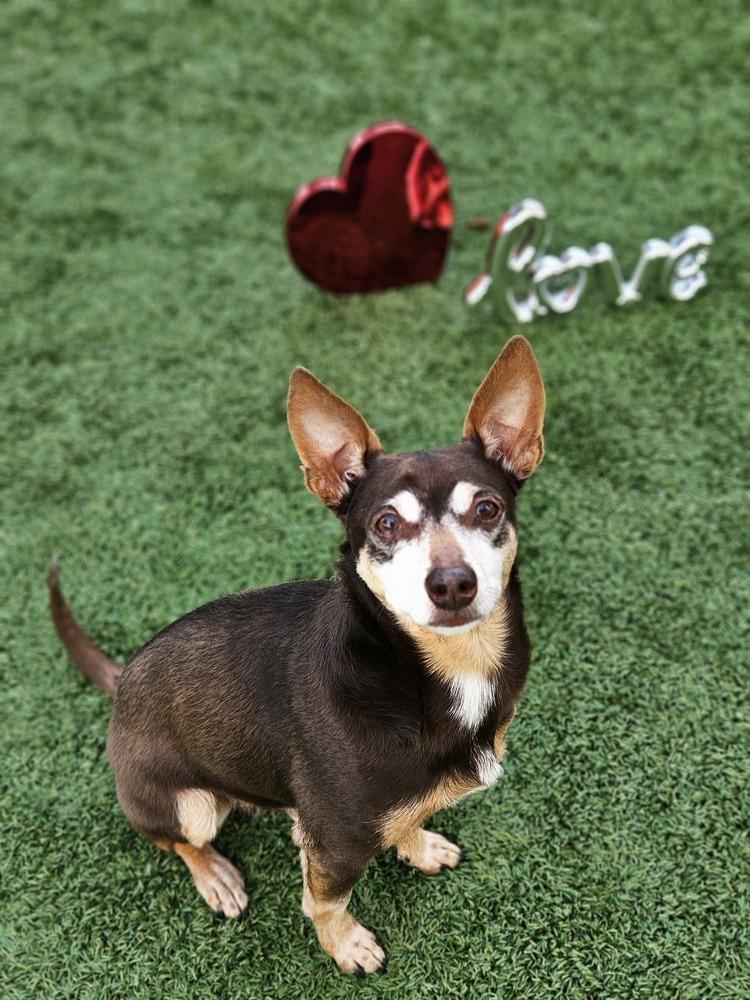 Zag, a Adoptable mixed breed in Winter Garden, FL image 4/6